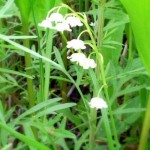 MUGUETの新作はスズランがモチーフ!