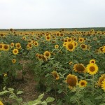 ギャラリーページ楽しんでいただけてますか?