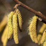 3月がピーク?!花粉症とメガネの話