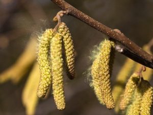 3月がピーク？！花粉症とメガネの話